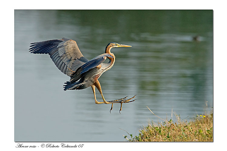 Airone rosso - Ardea purpurea